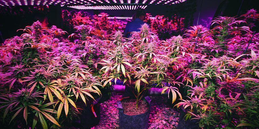 LED-valot – kannabiskasvit
