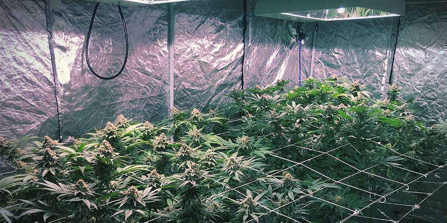 LEC-valot LEC Lights - Cannabis Plants