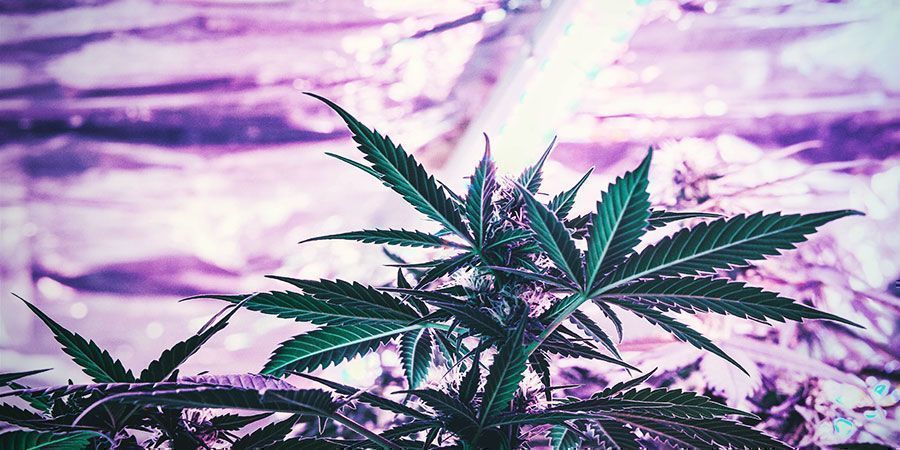 Pitäisikö kasvatusvalojen ripustuskorkeutta säätää jatkuvasti? Pitäisikö kasvatusvalojen ripustuskorkeutta säätää jatkuvasti? Kannabiskasvit
