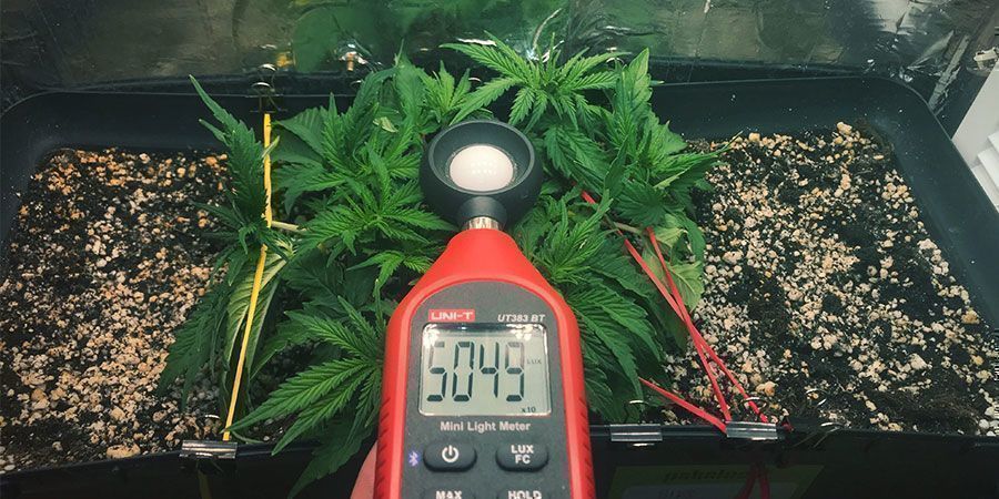 Käytä luksimittaria tai PAR-mittaria Käytä luksimittaria tai PAR-mittaria – kannabiskasvit