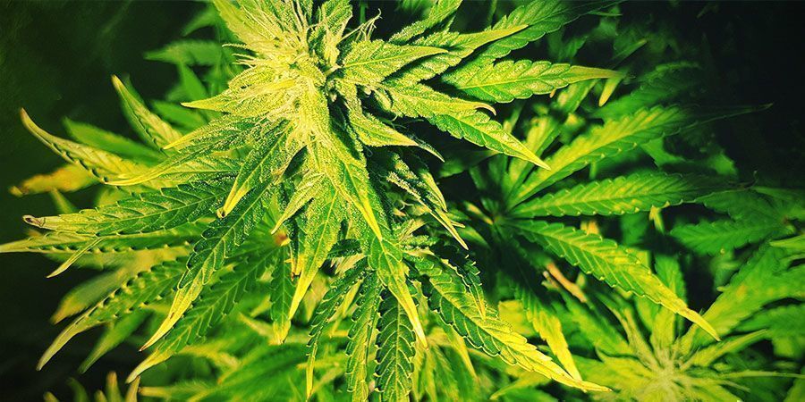 Mitkä ovat valostressin merkit? What Are The Signs Of Light Stress? Cannabis Plants