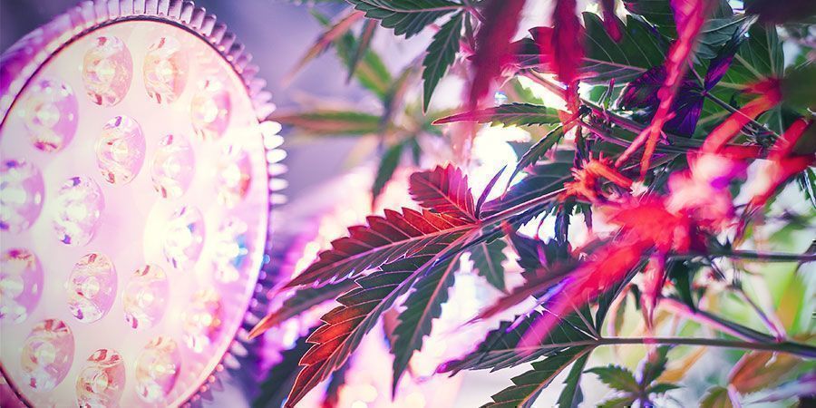 Miksi kasvatusvalon etäisyydellä on väliä? Miksi kasvatusvalon etäisyydellä on väliä? Kannabiskasvit