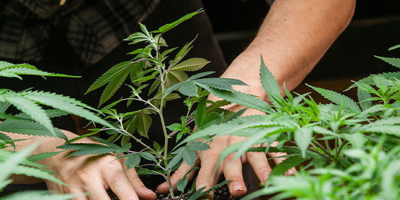 Kuinka paljon CO₂:ta tarvitset kannabiksen kasvattamiseen? Kuinka paljon CO₂:ta tarvitset kannabiksen kasvattamiseen?