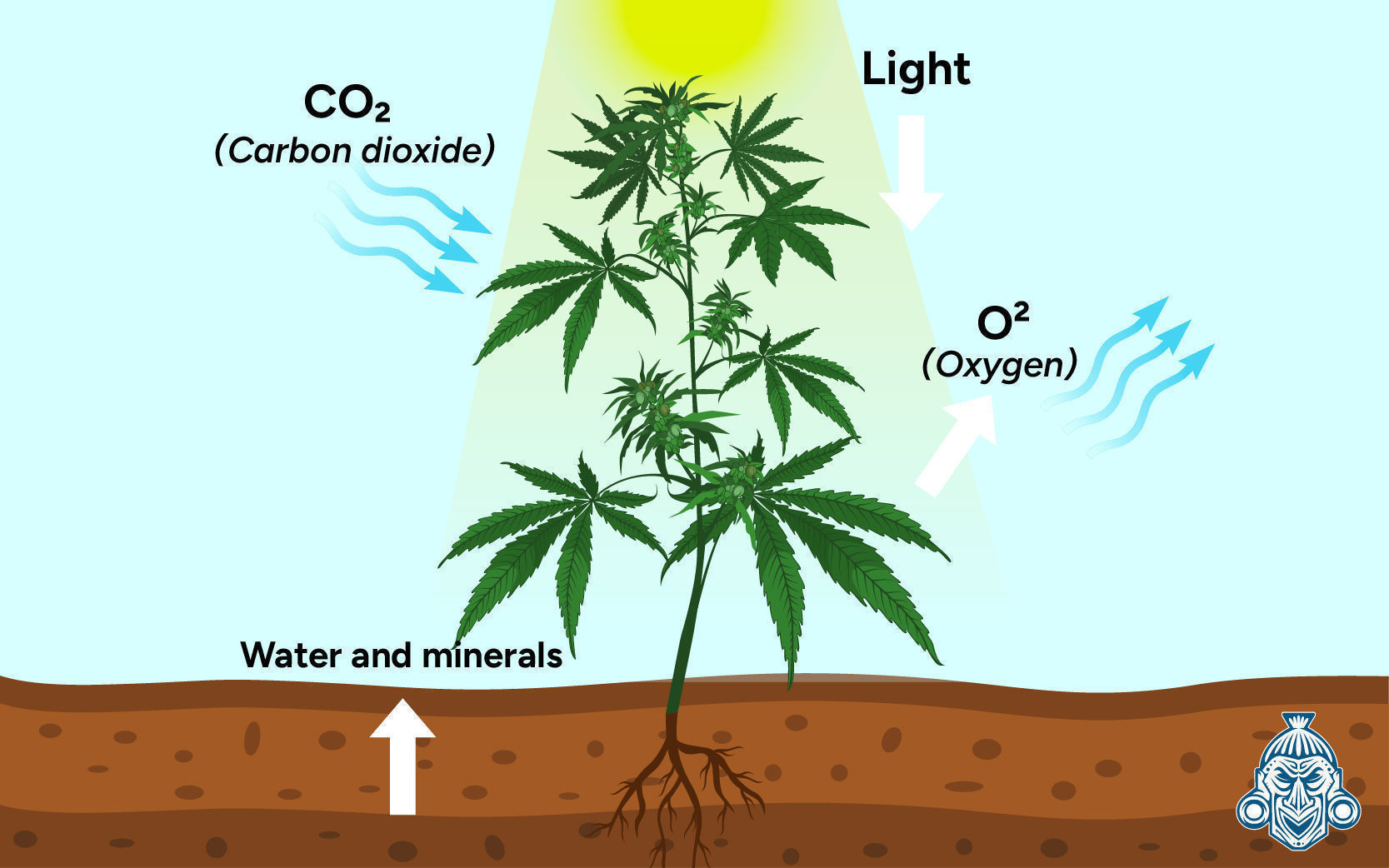 Miksi hiilidioksidi (CO₂) on tärkeää kannabiskasveille? Miksi hiilidioksidi (CO₂) on tärkeää kannabiskasveille?