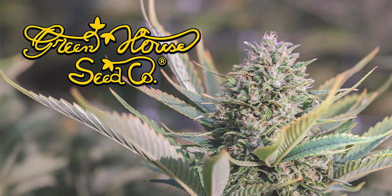 Greenhouse Seeds Greenhouse Seeds