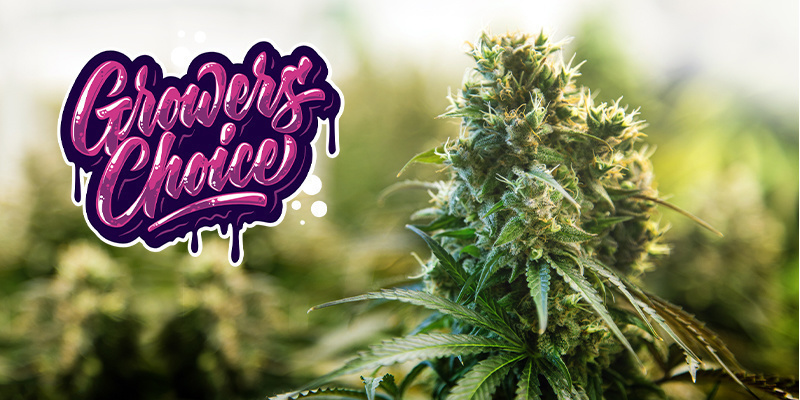 Growers Choice Seeds Growers Choice Seeds