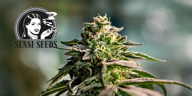 Sensi Seeds Sensi Seeds