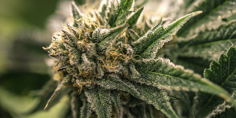 Ei merkkejä uros- tai hermafrodiittikannabiskasveista? On aika kukittaa! Ei merkkejä uros- tai hermafrodiittikannabiskasveista? On aika kukittaa!