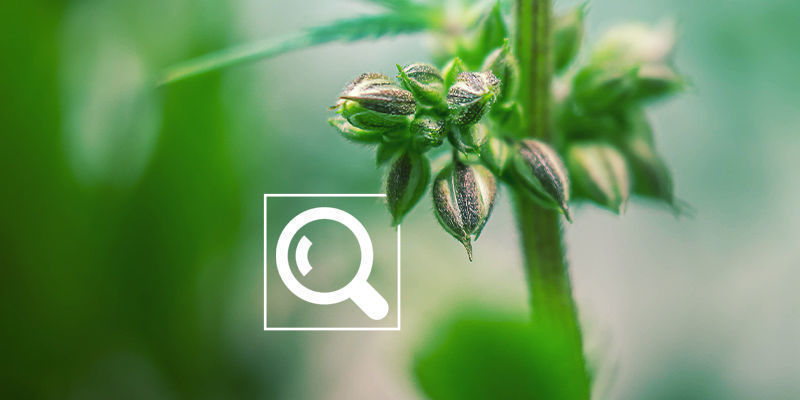 Kannabiskasvien sukupuolen varhainen tunnistaminen (esikukinta) Kannabiskasvien sukupuolen varhainen tunnistaminen (esikukinta)