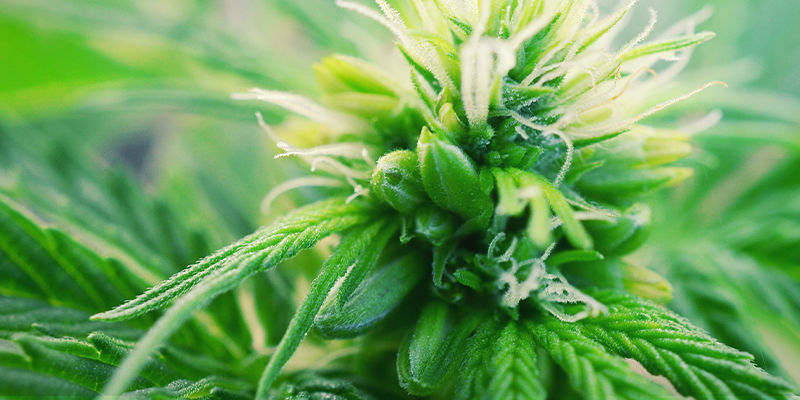 Mitä ovat hermafrodiittiset kannabiskasvit? Mitä ovat hermafrodiittiset kannabiskasvit?