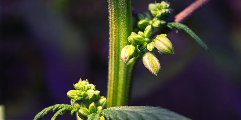 Mitä etsiä uroksista tai hermafrodiittisista kannabiskasveista Mitä etsiä uroksista ja hermafrodiittisista kannabiskasveista