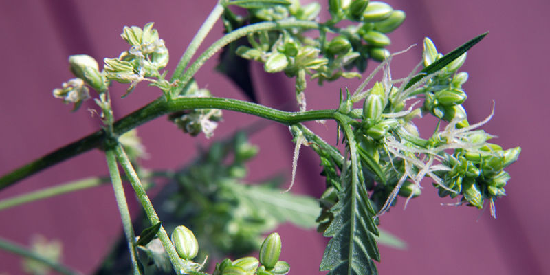 Mistä etsiä merkkejä hede- tai hermafrodiittisista kannabiskasveista Where To Look for Signs of Male or Hermie Cannabis Plants