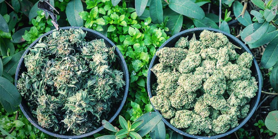 Lievitä jännitystä kannabiksella: löydä oikea lajike jännityksen helpottamiseen