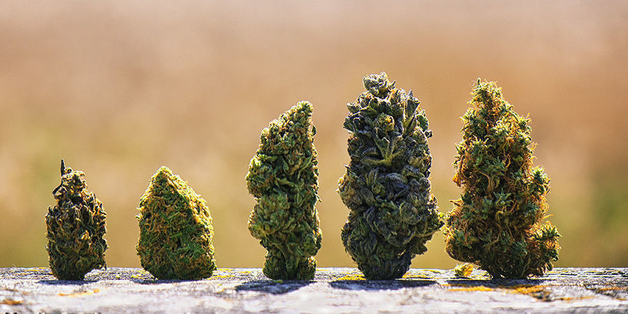 Parhaat amerikkalaiset kannabislajikkeet Parhaat amerikkalaiset kannabislajikkeet