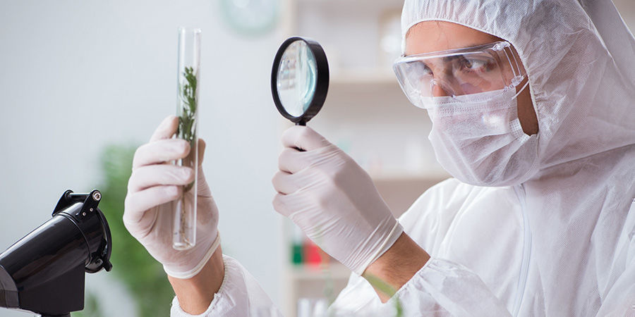 Työskentely Yhdysvaltain kannabisteollisuudessa Working In The Us Cannabis Industry