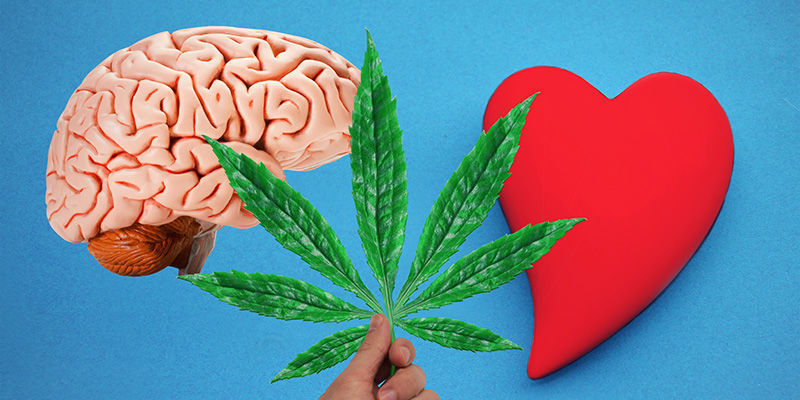 Kannabis: verestä aivoihin Kannabis: verestä aivoihin