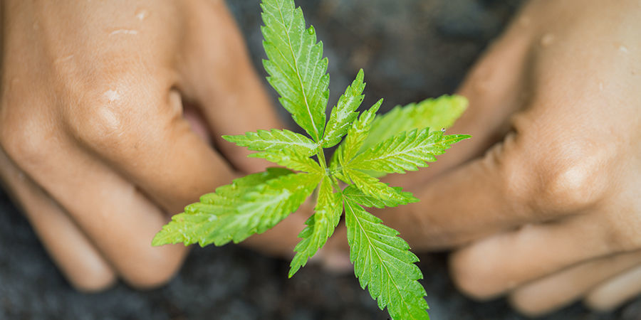 Kannabiksen kasvatus mullassa Growing Cannabis In Soil
