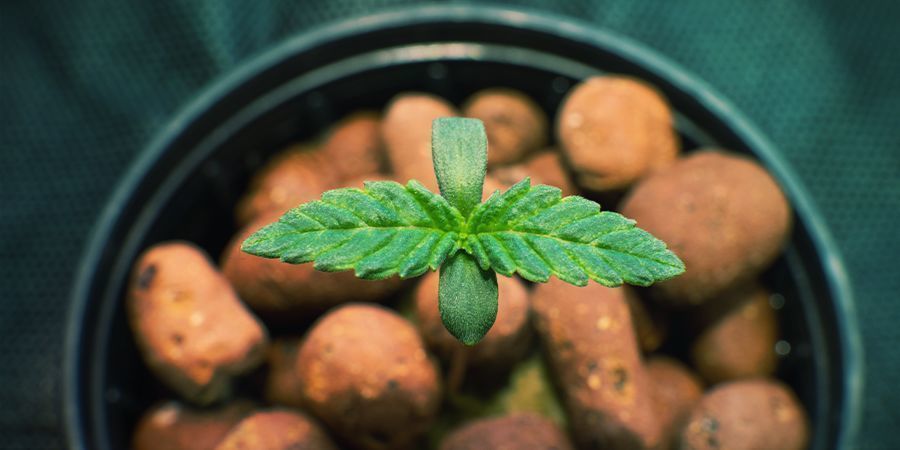 KANNABIKSEN KASVATUS VESIVILJELYSSÄ