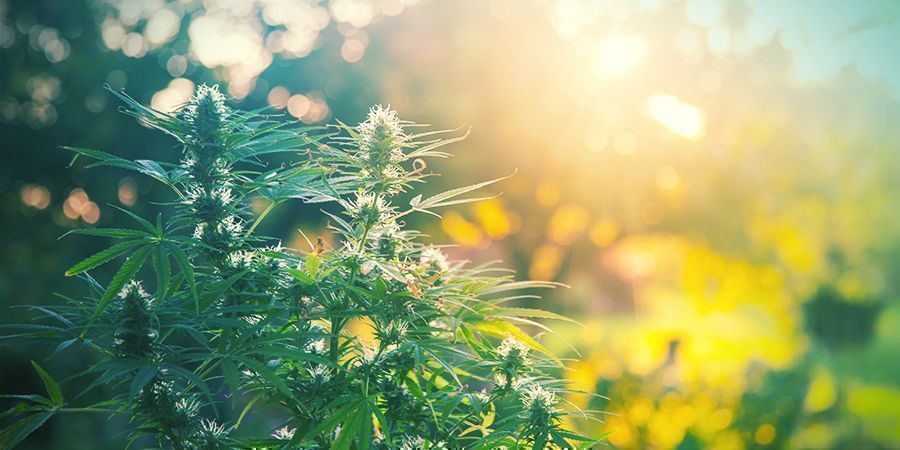 Kannabiksen kasvualustojen yleiskatsaus ja vertailu OVERVIEW AND COMPARISON OF CANNABIS GROWING MEDIA