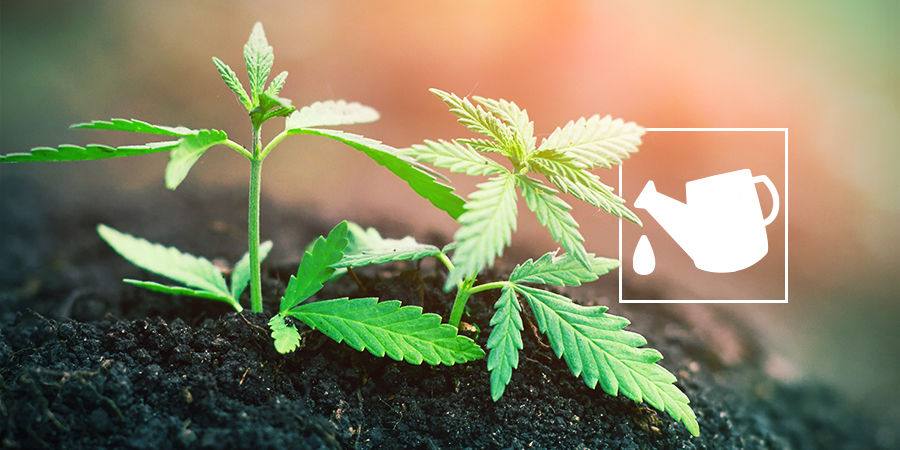Mikä on kannabiksen kasvualusta ja miksi se on tärkeä? MIKÄ ON KANNABIKSEN KASVUALUSTA JA MIKSI SE ON TÄRKEÄ?