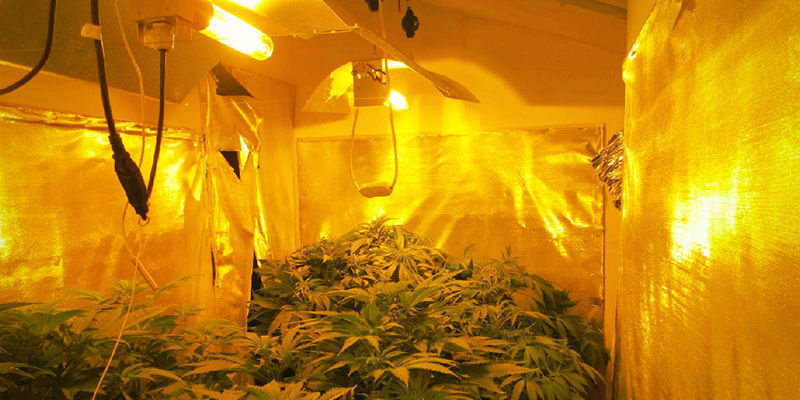 Mitä HPS-kasvatusvalot ovat? What Are HPS Grow Lights?