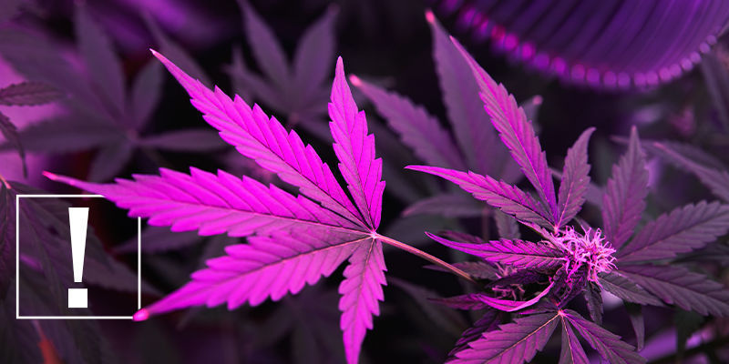 Miksi valo on tärkeää kannabiksen kasvatuksessa Miksi valo on tärkeää kannabiksen kasvatuksessa