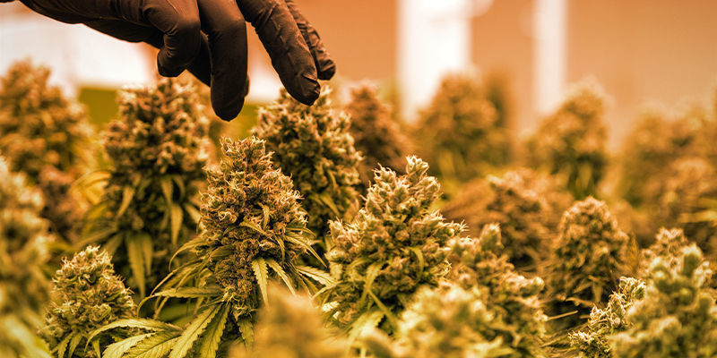 Sato LED Vs HPS: Yields
