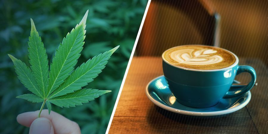 Mitkä ovat marihuanan ja kofeiinin erilliset vaikutukset? MITKÄ OVAT MARIHUANAN JA KOFEEIININ ERILLISET VAIKUTUKSET?
