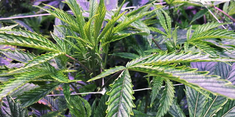 Kannabiskasvien UV-valon haittapuolet Cons Of UV Light For Cannabis Plants