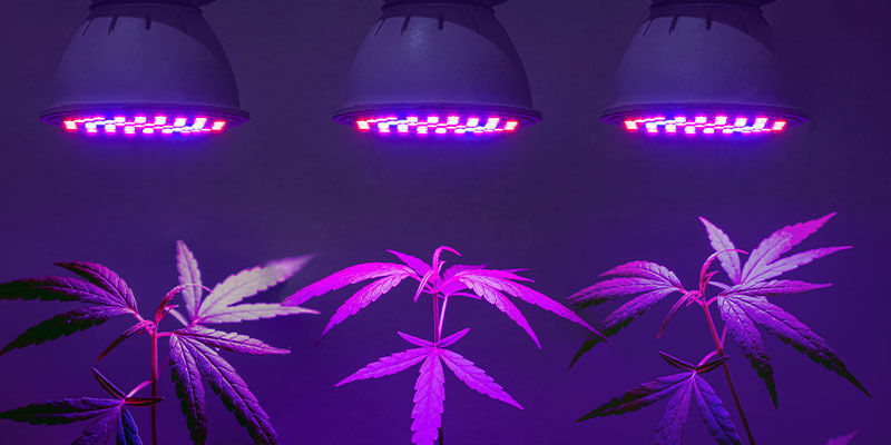 Tarvitsetko kannabikselle erilliset UV-valot? Tarvitsetko kannabikselle erilliset UV-valot?