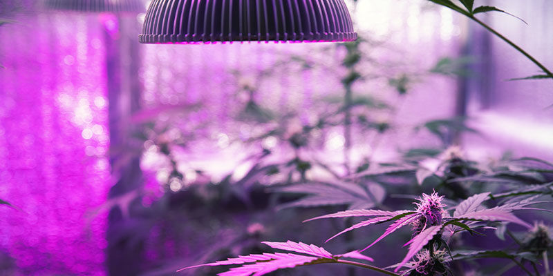 Kuinka antaa kannabiskasveille UV-valoa Kuinka antaa kannabiskasveille UV-valoa