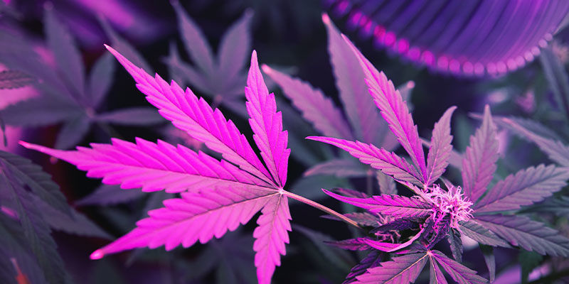 Miten UV-valo vaikuttaa kannabiskasveihin Miten UV-valo vaikuttaa kannabiskasveihin