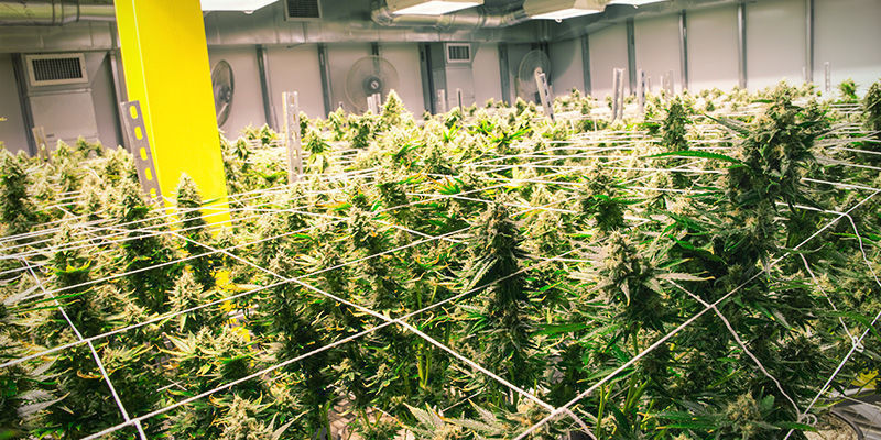 Vinkkejä aeroponiikalla kannabiksen kasvatukseen Vinkkejä aeroponiikalla kannabiksen kasvatukseen