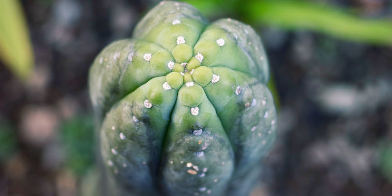 Kaktuksen ikä ja koko Cactus Age And Size