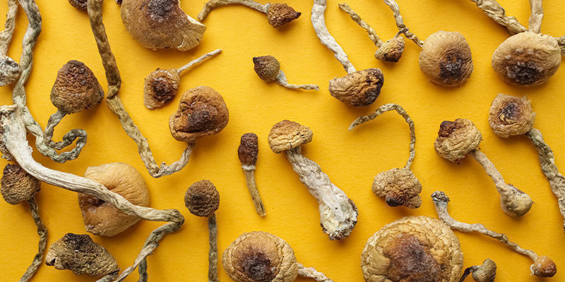 4 main magic mushroom genera 4 main magic mushroom genera
