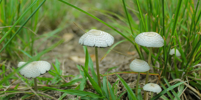 Panaeolus Panaeolus
