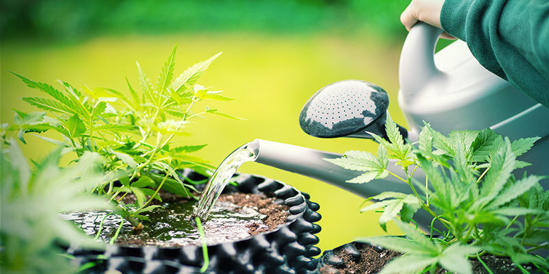 Voivatko kannabiskasvit saada piidioksidista yliannostuksen? Kannabiskasvit ja piidioksidin yliannostus