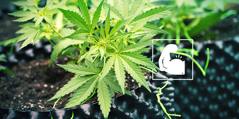 Vahva ja kestävä Kannabis ja pii: vahva ja kestävä