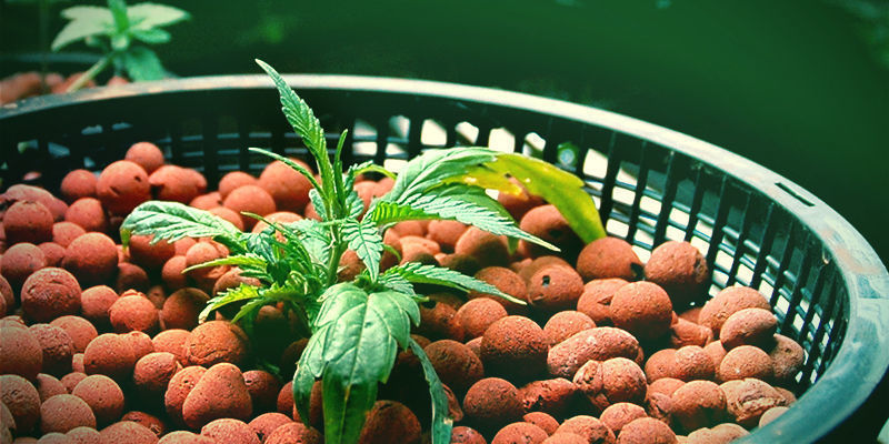 Piidioksidin käyttö hydroponiassa Mega Cannabis Buds: Silica With Hydroponics