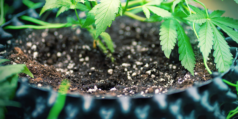 Piidioksidin käyttö mullan kanssa Mega Cannabis Buds: Silica With Soil
