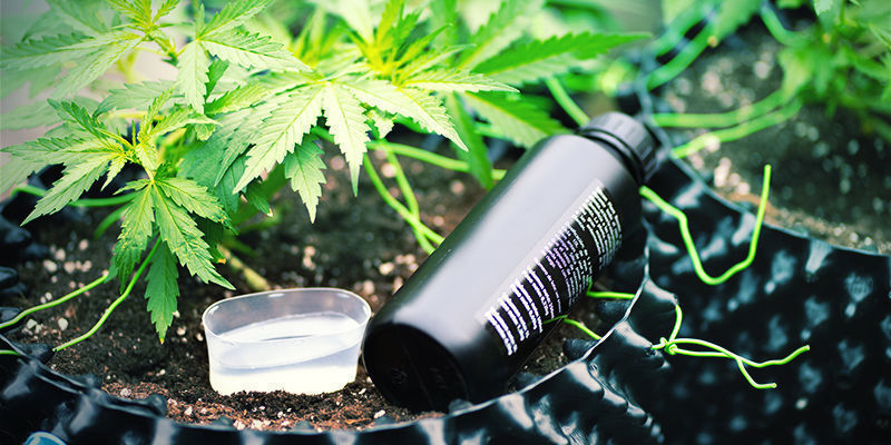 Mitä silika on? Mega Cannabis Buds: What Is Silica