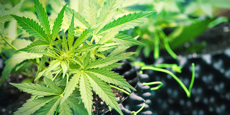 Milloin silikan käyttö kannattaa aloittaa ja lopettaa kannabiksen kasvatuksessa? Milloin silikan käyttö kannattaa aloittaa ja lopettaa kannabiksen kasvatuksessa