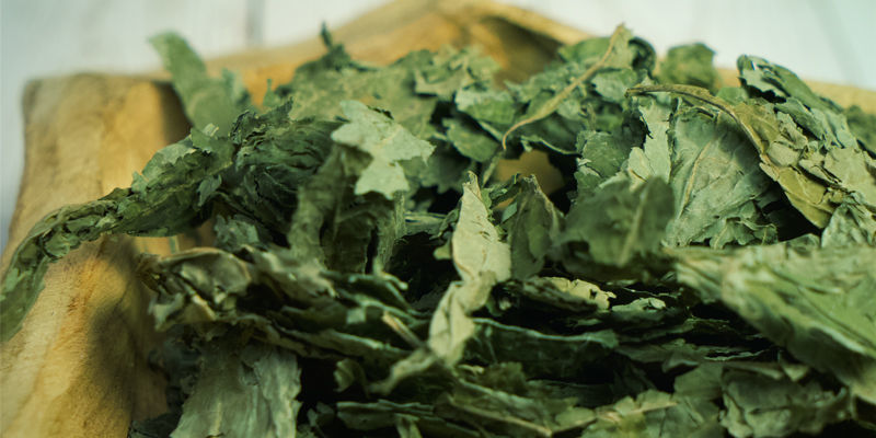 Salvia Salvia