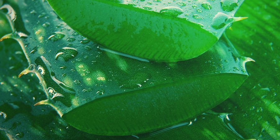 Aloe vera -mehu Aloe Vera Juice - foliar spray your cannabis