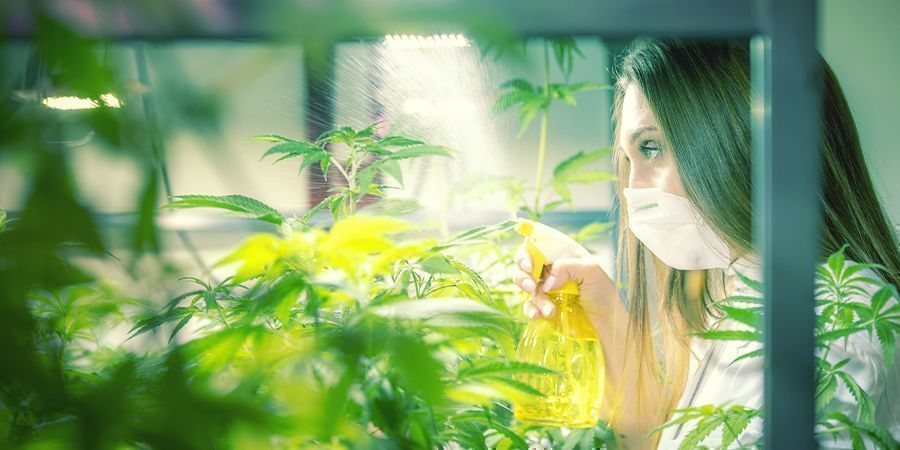 Miten ja milloin kannabiskasveja ruiskutetaan lehtien kautta Miten ja milloin kannabiskasveja ruiskutetaan lehtien kautta