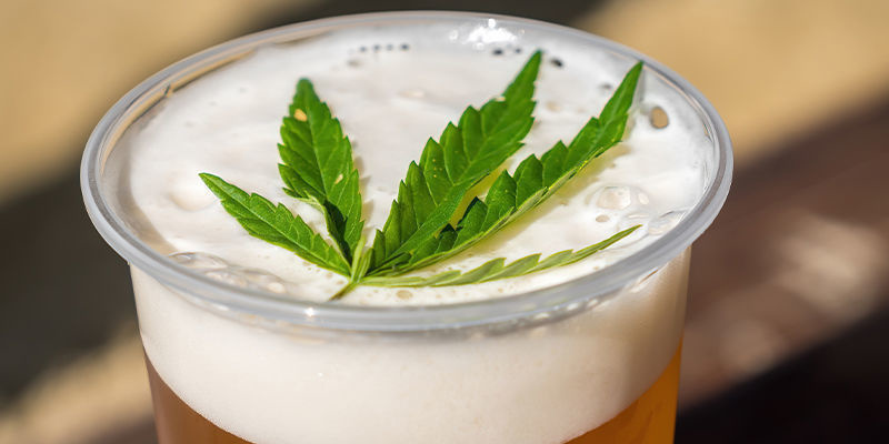 Kannabisolut Kannabisolut