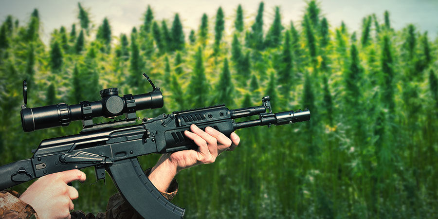 Kuinka kasvattaa AK-47 HOW TO GROW AK-47