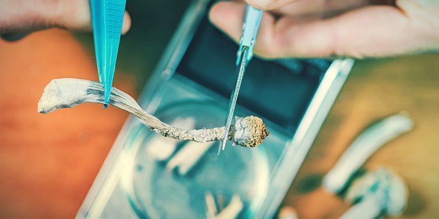 Taikasienet lisäävät luovuutta MAGIC MUSHROOMS ENHANCE CREATIVITY