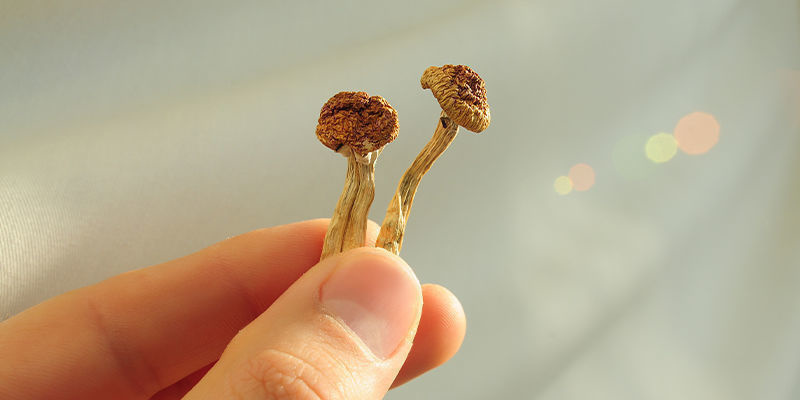 Mitä eroa on psilosybiinilla ja psilosiinilla? Mitä eroa on psilosybiinilla ja psilosiinilla?