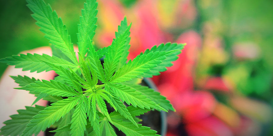 Kuinka kasvattaa Jack Herer HOW TO GROW JACK HERER